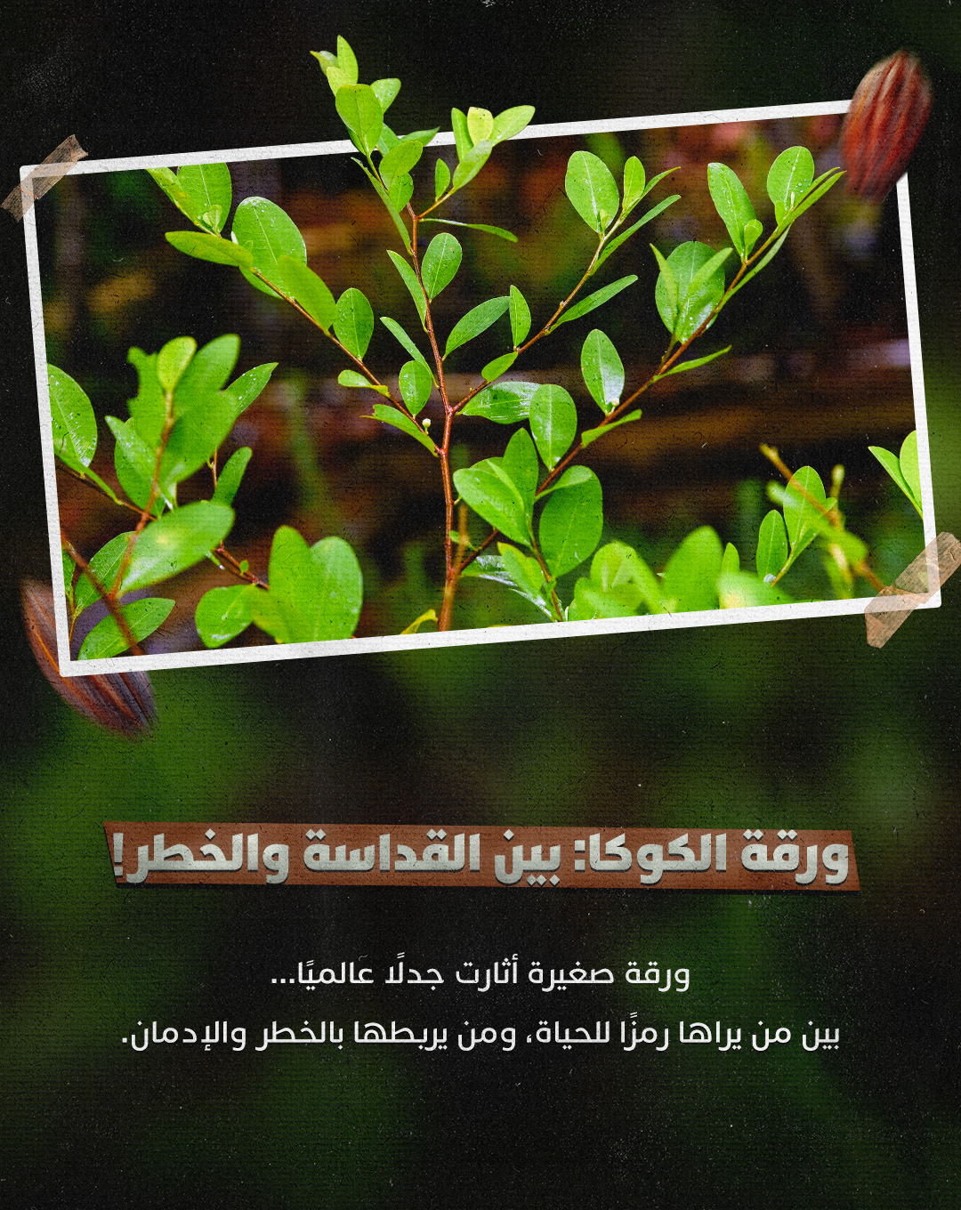 Coca Leaf — Artboard 1