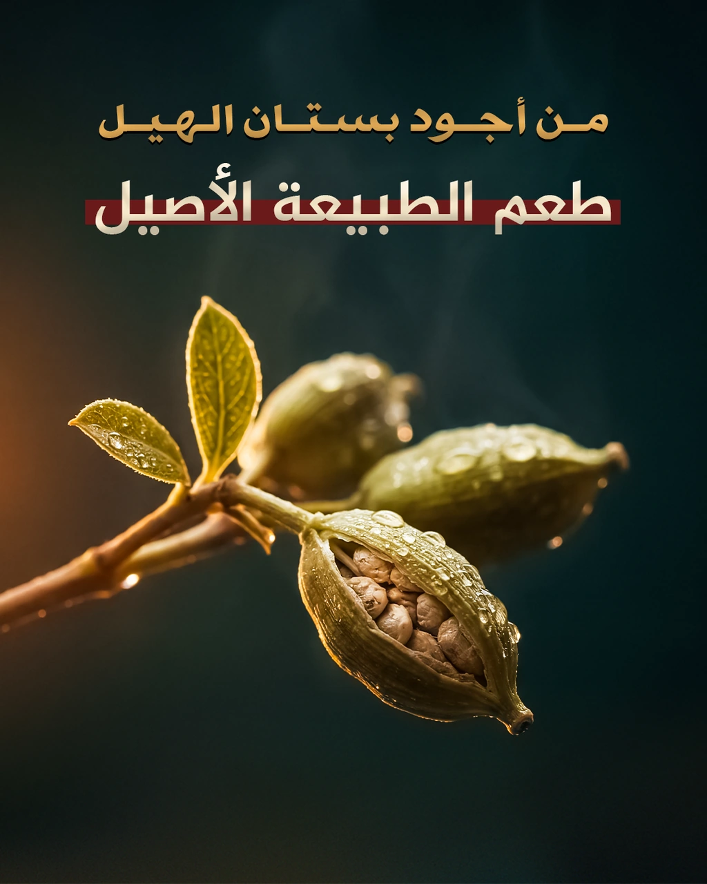 Mahmood Tea — Artboard 1