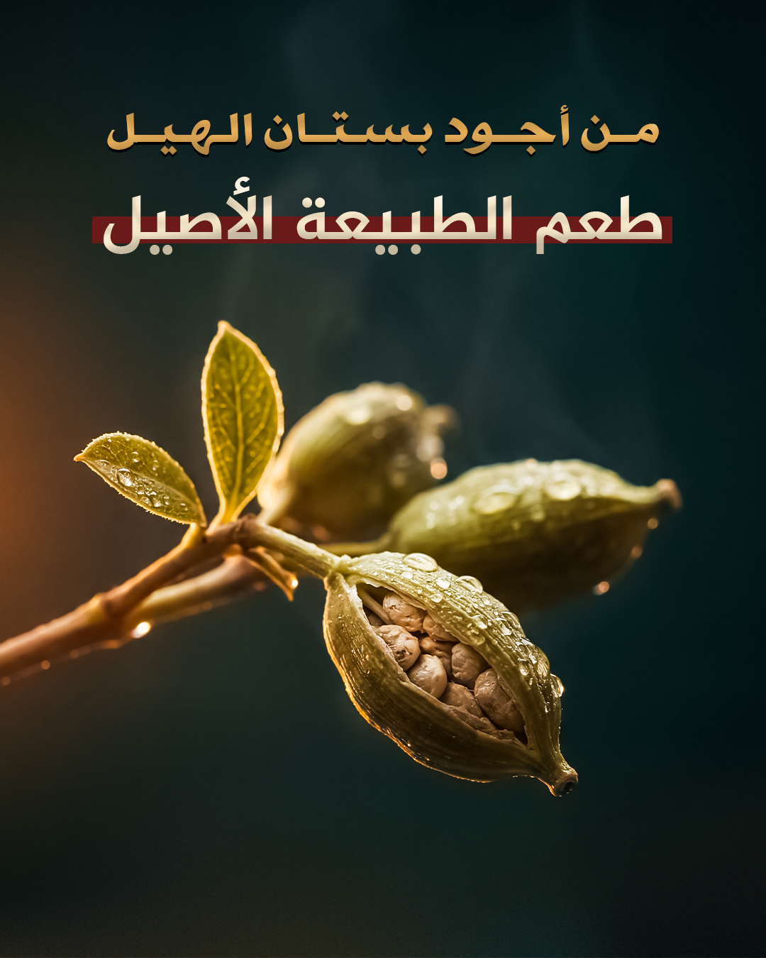 Mahmood Tea — Artboard 1