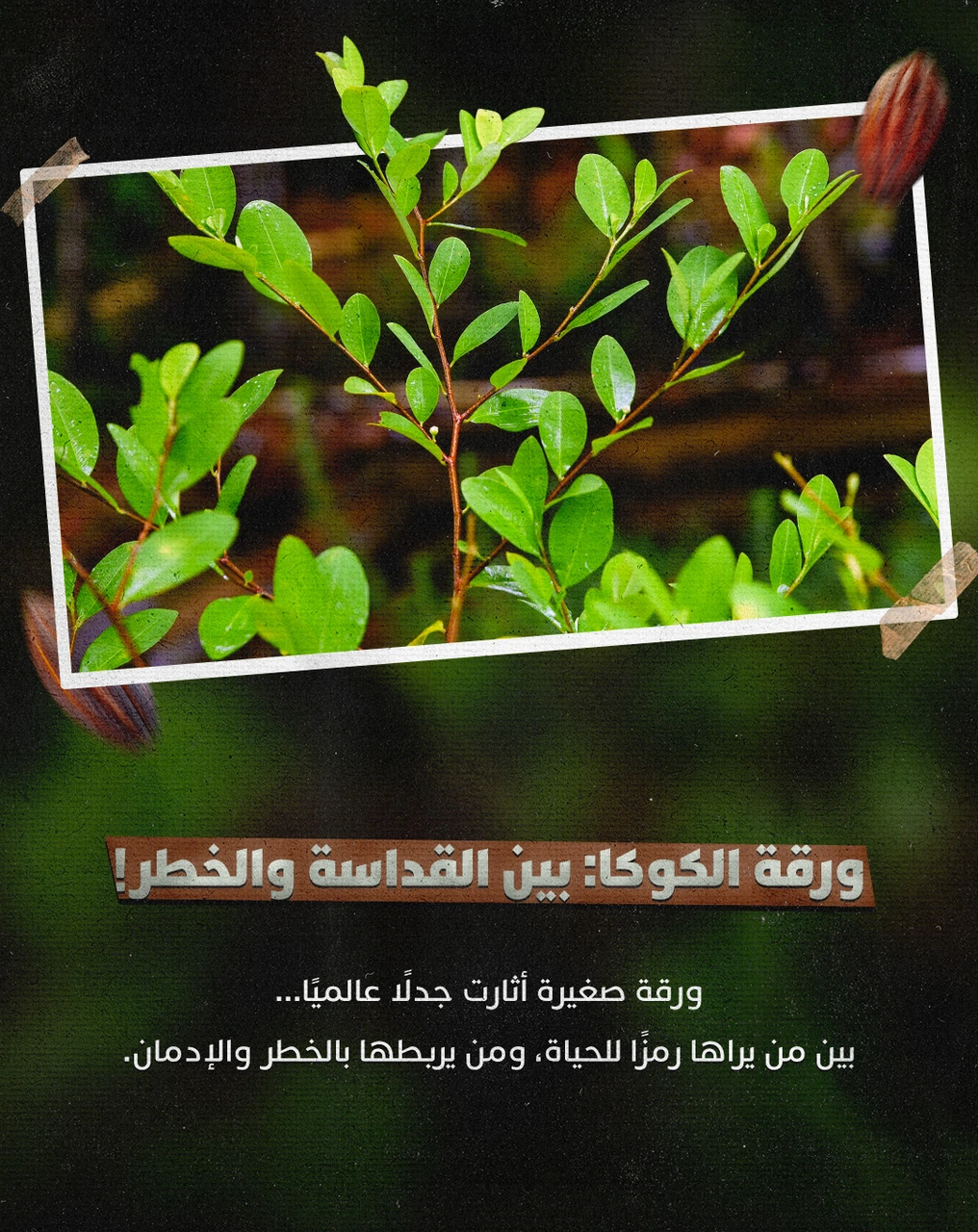 Coca Leaf — Artboard 1
